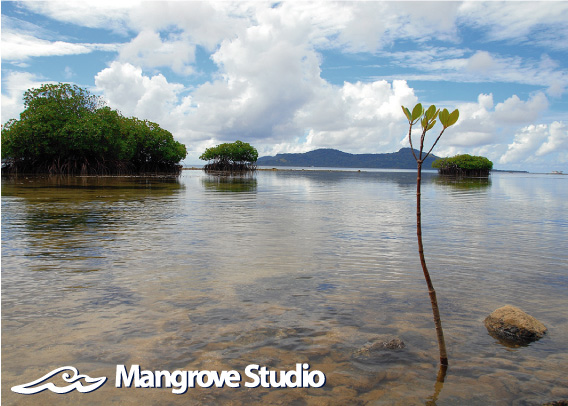 Mangrove Studio Web Site