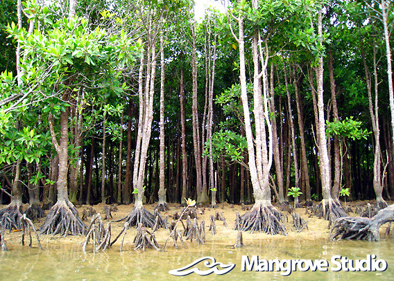 Mangrove Studio Web Site