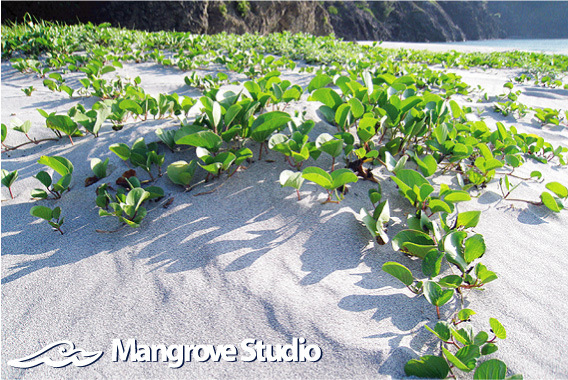 Mangrove Studio Web Site